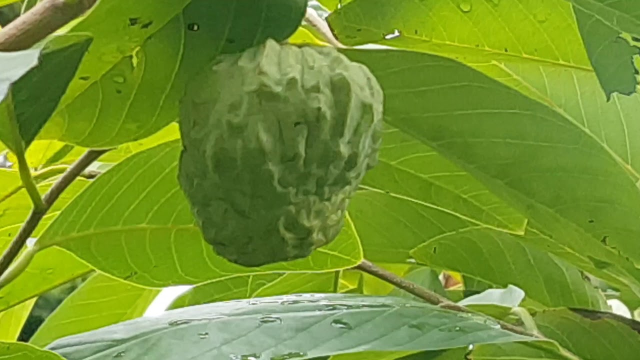 A Walk Through My Subtropical Fruit Oasis Late Winter