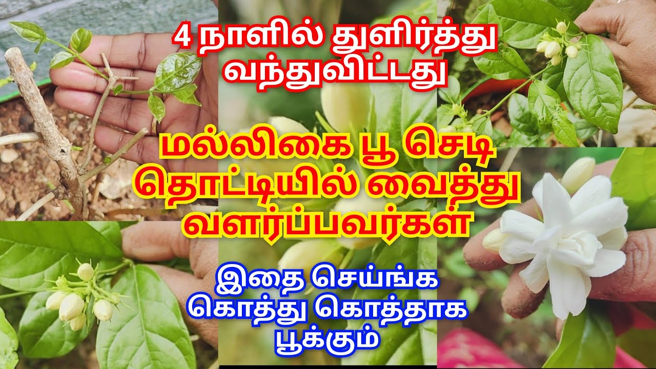 🌿தொட்டியில் வைத்து இருக்கும் மல்லிகை பூ செடி கொத்து கொத்தாக பூக்கும் இப்படி செய்ங்க | #Jasmineplant