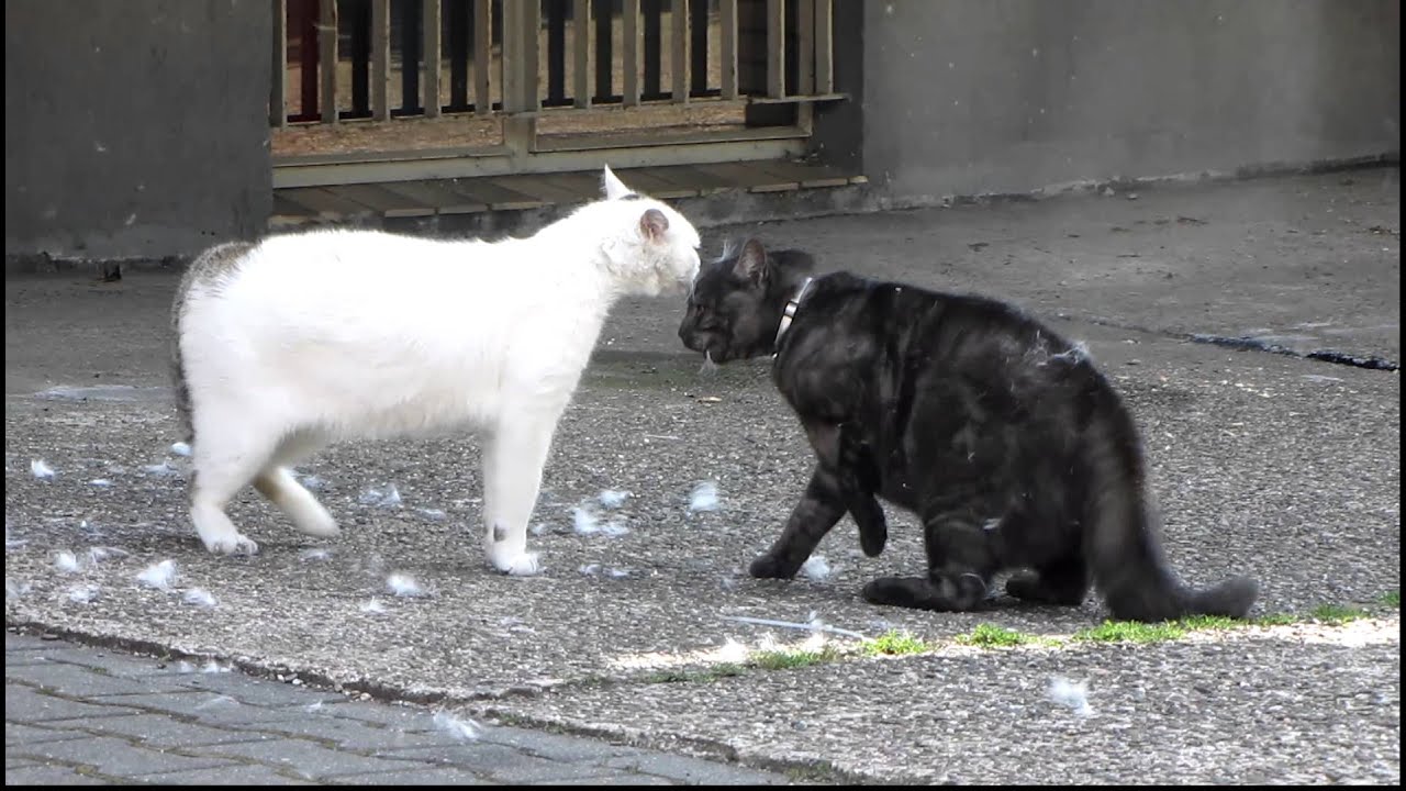 Katzenkampf extrem 2011