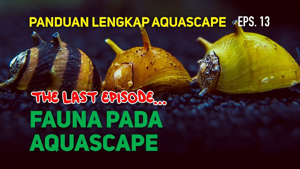 Tips Memilih Fauna Aquascape - Eps. 13