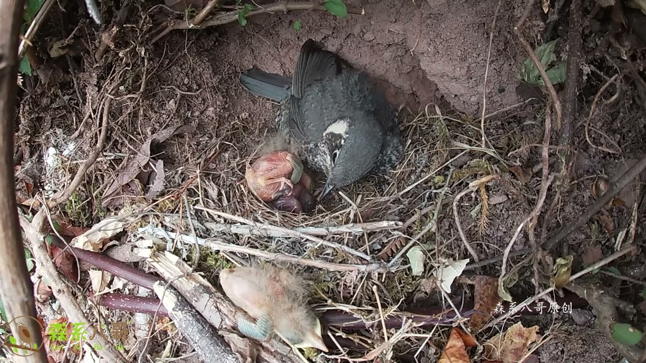 The cuckoo bird pushed two small birds out of its nest and was rescued by me杜鹃鸟把2只小鸟推出窝外，遇到好心人救助回窝里