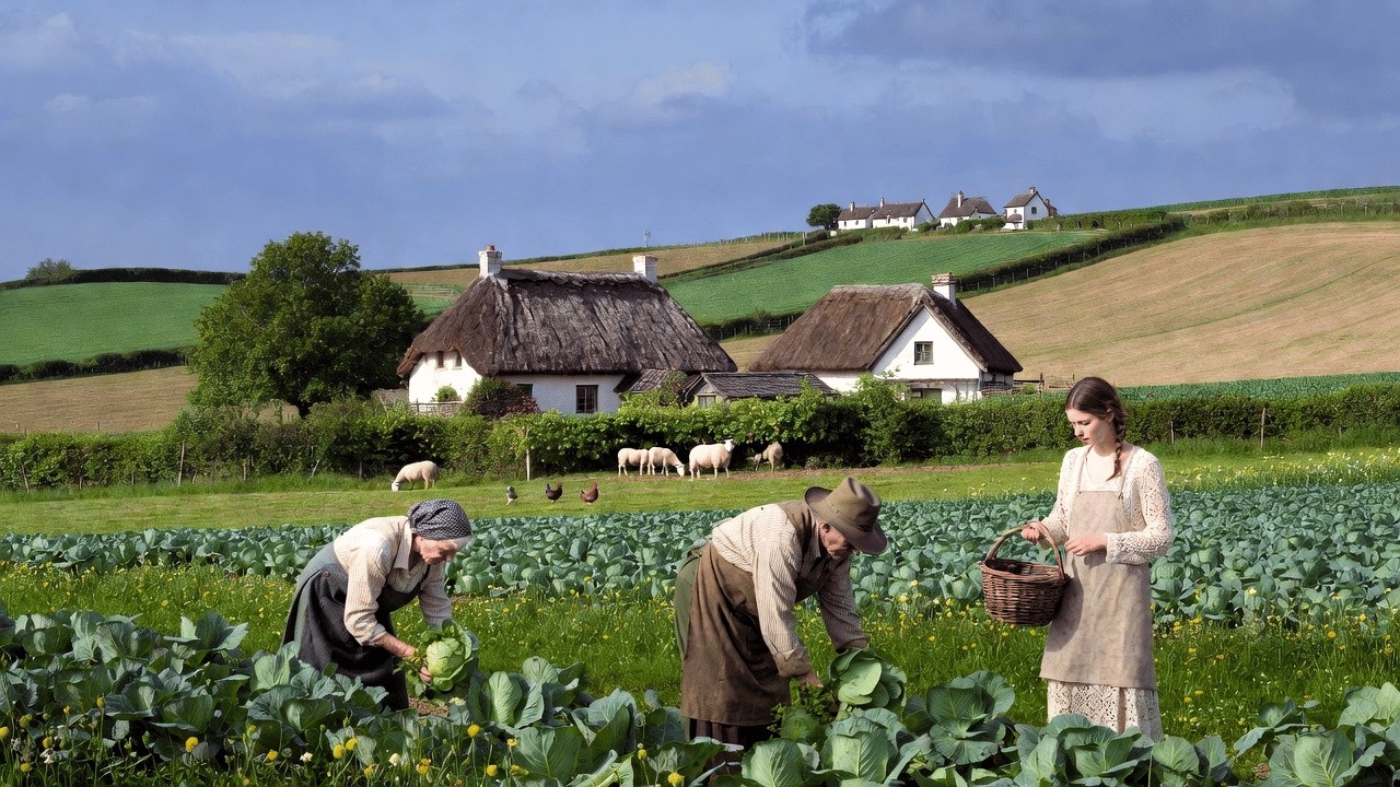 Peaceful Country Life in England – Harvesting Cabbage, Raising Poultry, Rural Life.