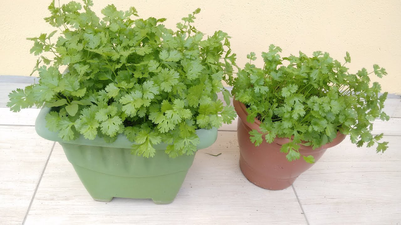 Como plantar coentro.