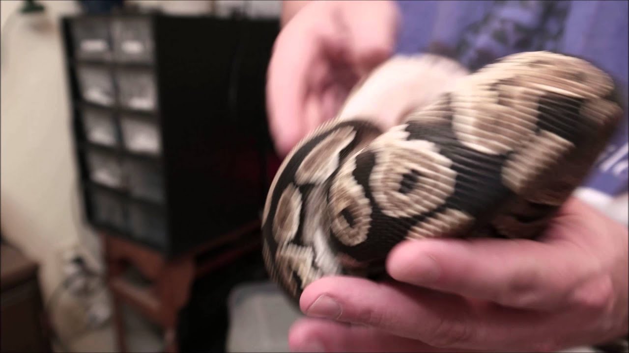 Olympus Reptiles Episode #17 Mystic Ball Python