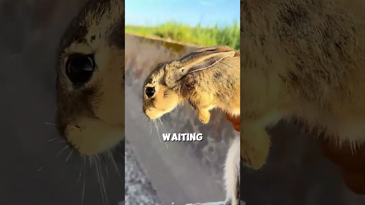 Этот мужчина спасает друга-кролика ❤️ 