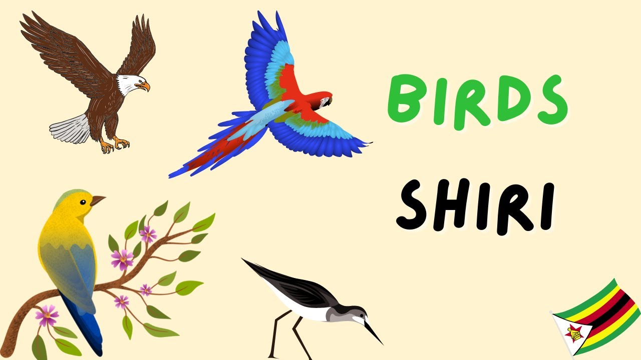 Learn Bird names in Shona!