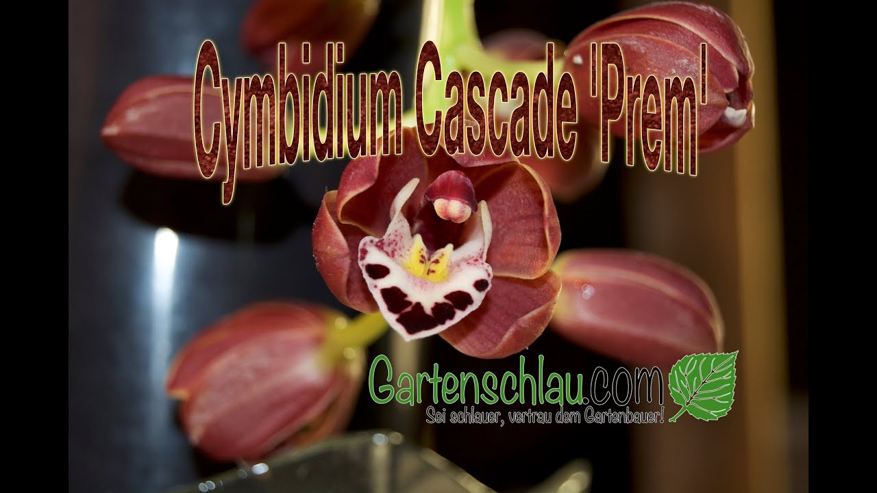 Cymbidium Cascade Prem blüht, und Kulturtipps für Cymbidium Orchideen - Alles über Orchideen #85