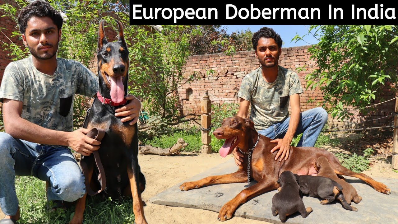 European Doberman देखकर तबीयत खुश हो जाएगी | European Doberman In India