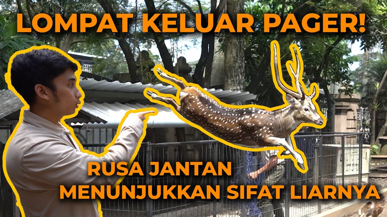 BAPAKNYA RUPEE MAU DIPINDAHIN KE VILLA, BEGINI PROSESNYA ! SUSAH BANGET DITANGKEPNYA !