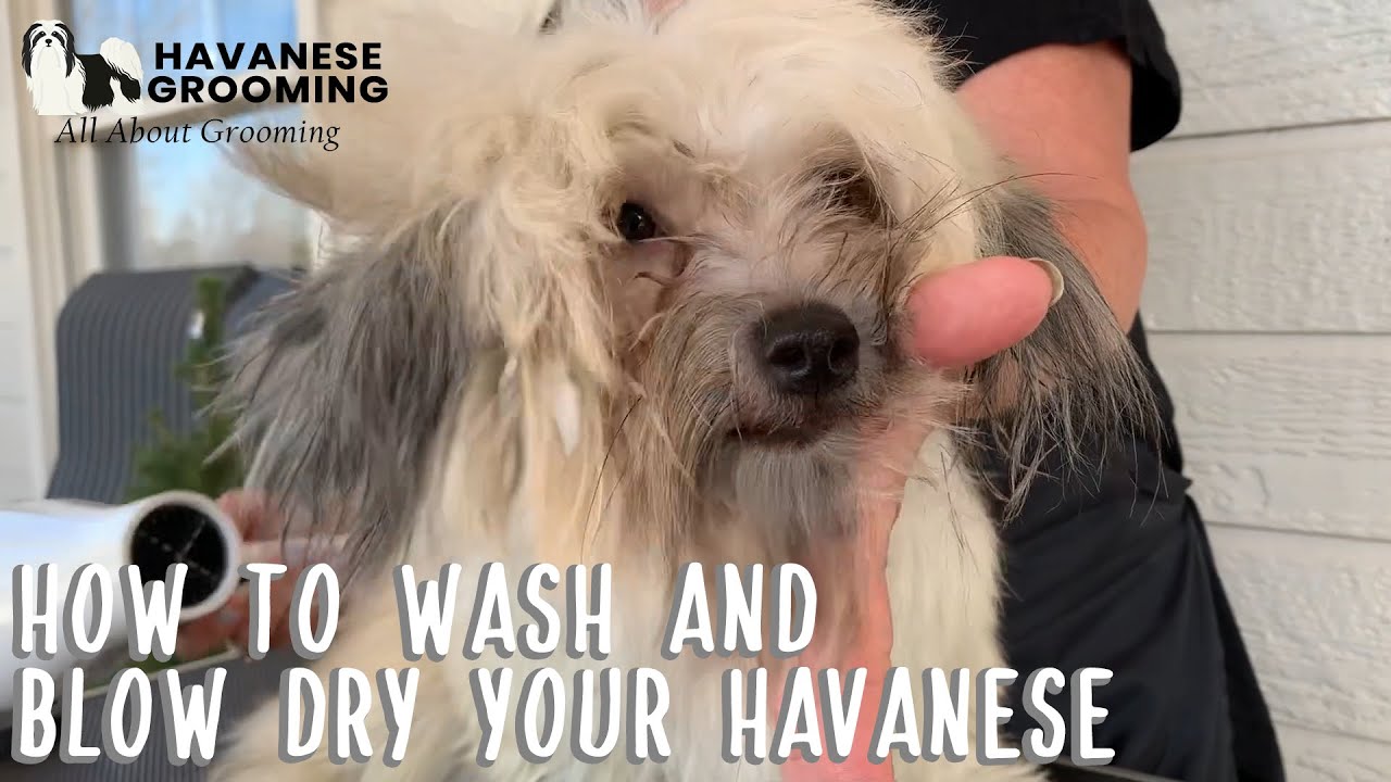 How to Wash and Blow Dry Your Havanese
