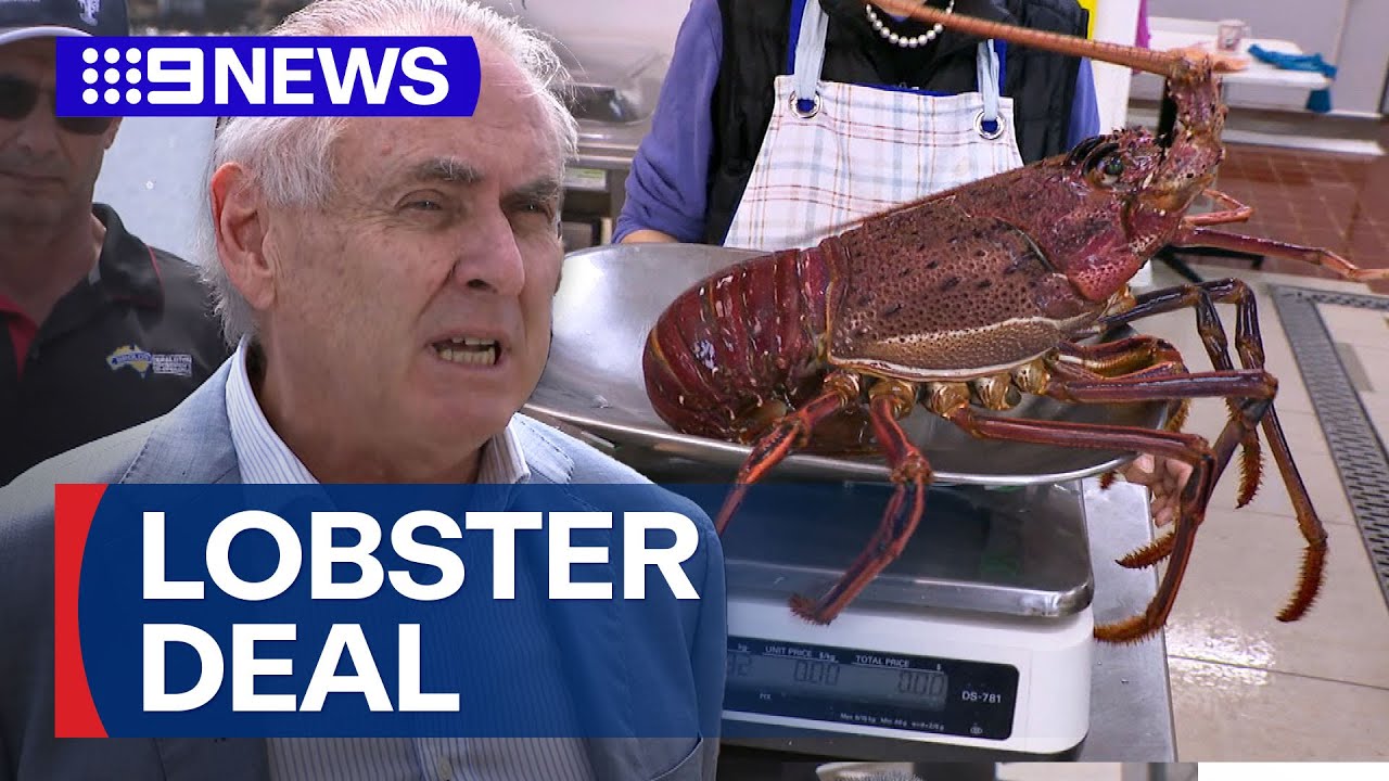Lobster industry ready to pick up after China deal | 9 News Australia