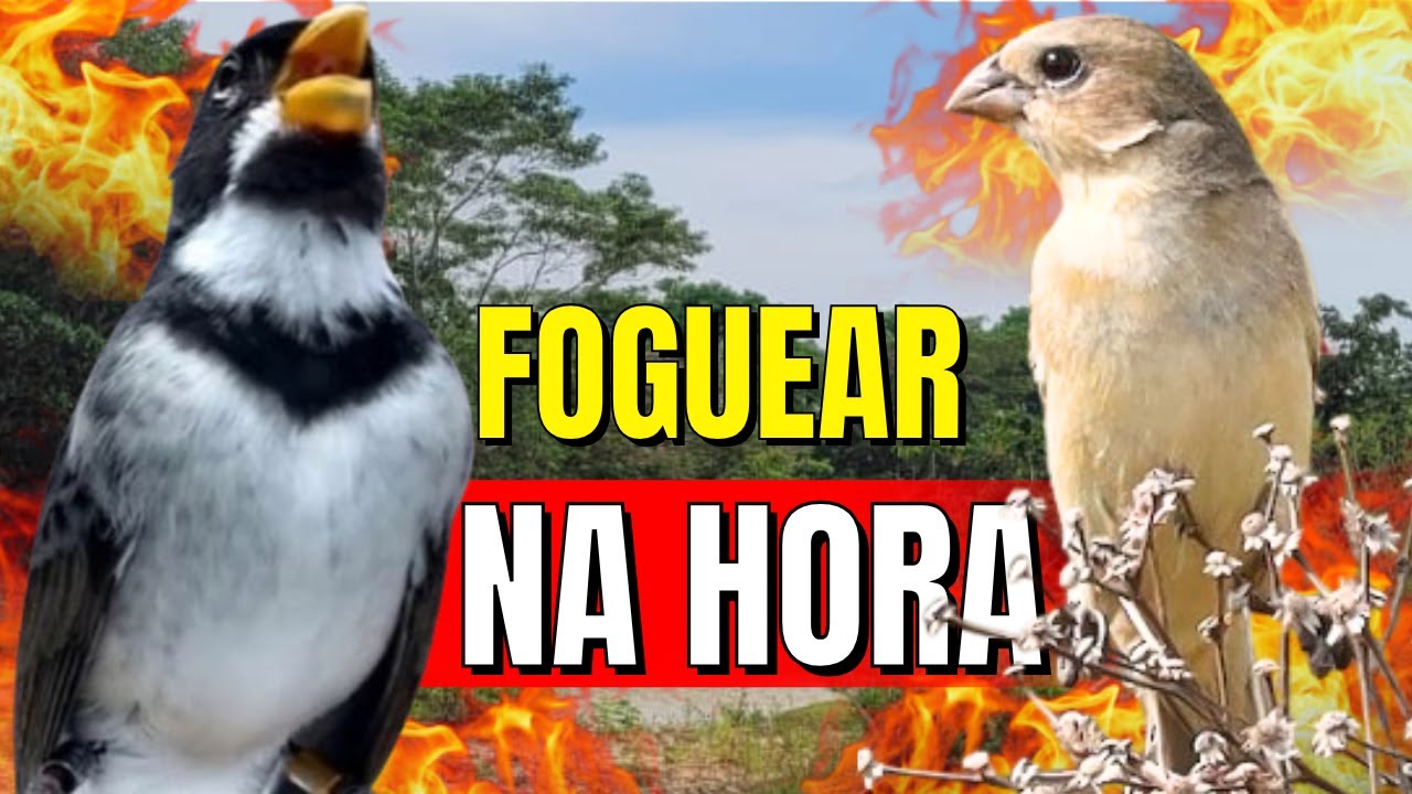 ESQUENTE SEU COLEIRO TUÍ TUÍ MELHOR COLEIRO TUÍ TUÍ E FÊMEA CHAMANDO PARA ESQUENTAR COLEIRO TUÍ TUÍ