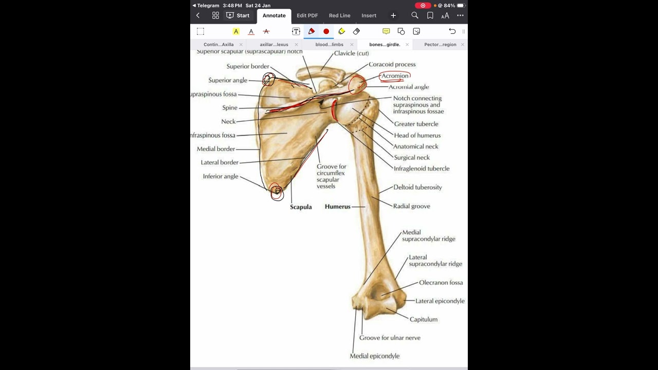 Bones of shoulder girdle 