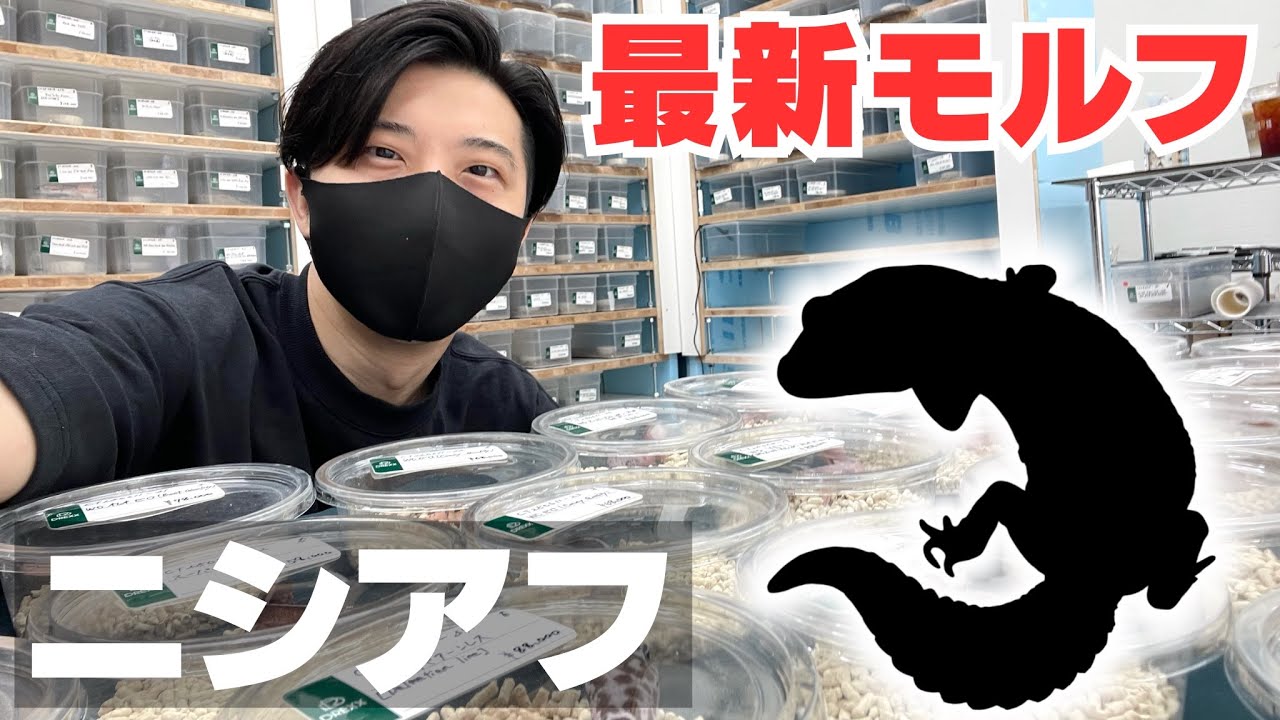 【日本初！！】ついに日本に最新モルフがやってきました！【ニシアフリカトカゲモドキ】