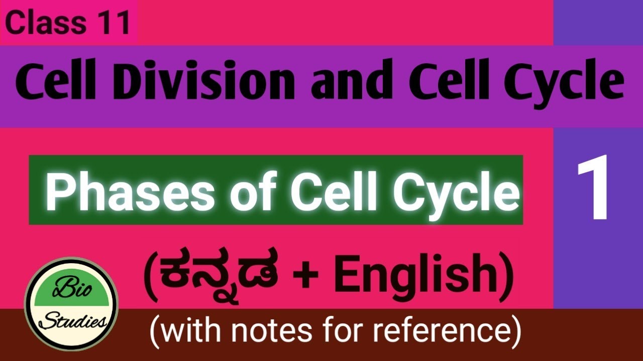 Class 11 - Cell Cycle and Cell Division - 01 - Phases of Cell Cycle