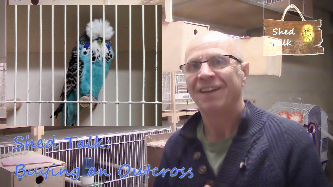 Ser 2 Ep 11   Buying an Outcross