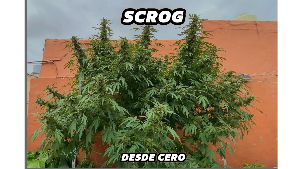 SCROG Desde CERO | CULTIVO EXTERIOR MARIHUANA #live #soil S.C.R.O.G #music