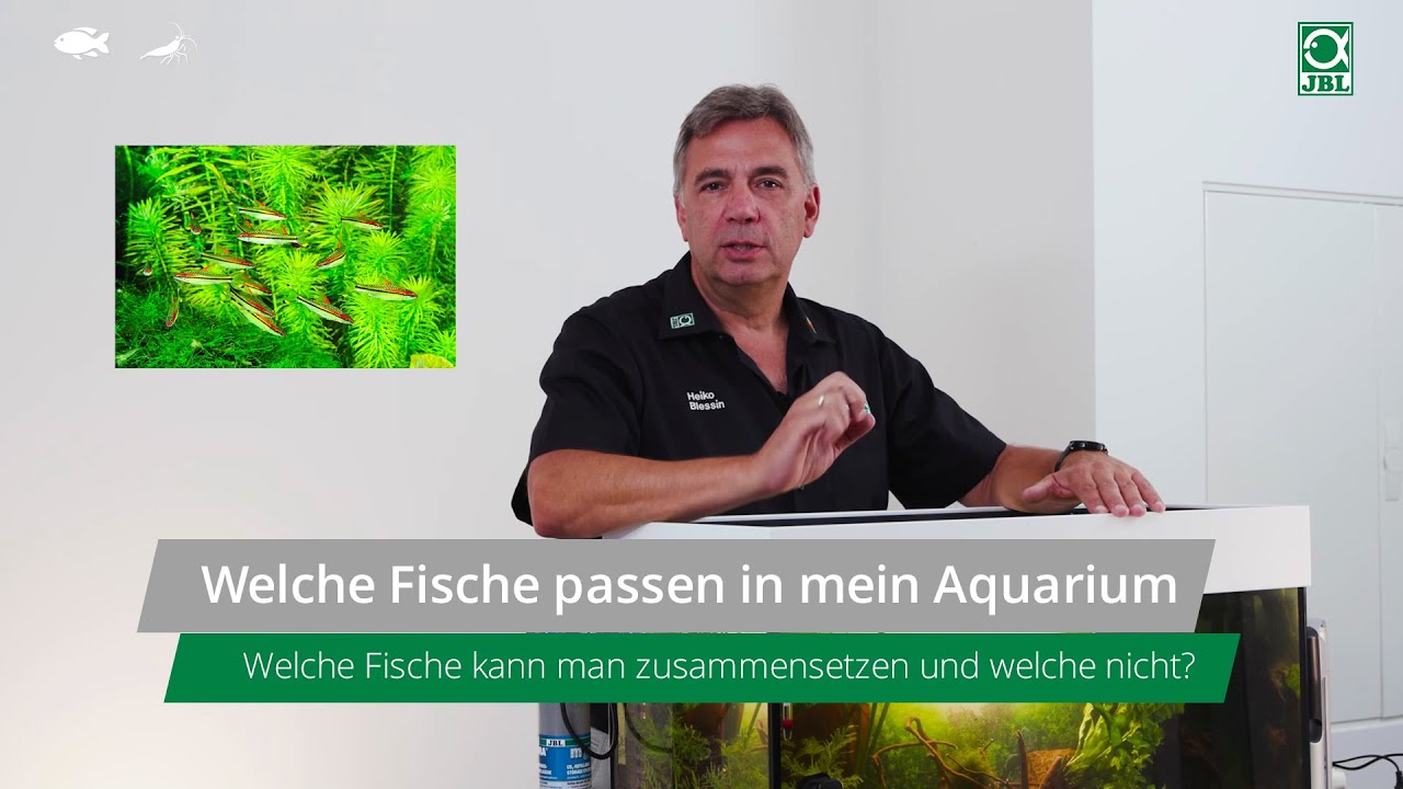JBL TV #30: Welche Fische passen in mein Aquarium?
