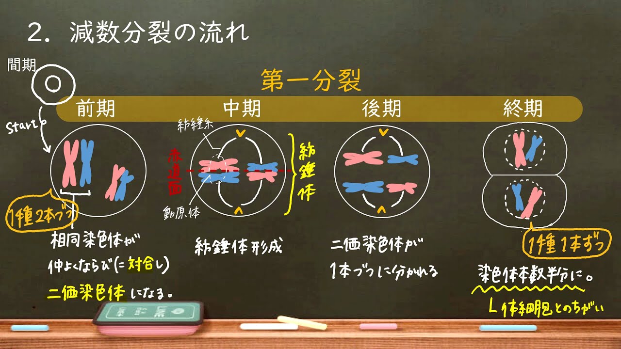 おうち生物　46. 減数分裂