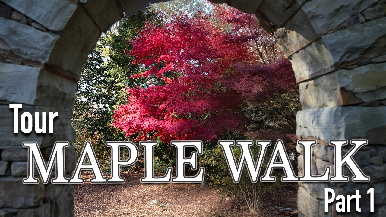Maple Walk Garden Tour in Charlotte, NC | Stunning Japanese Maples & Unique Trees! Part 1