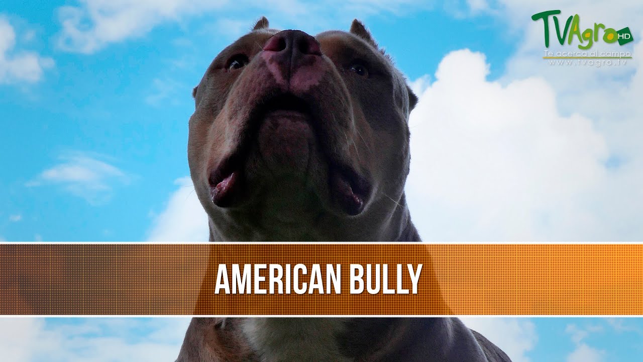 Características Raza American Bully- TvAgro por Juan Gonzalo Angel