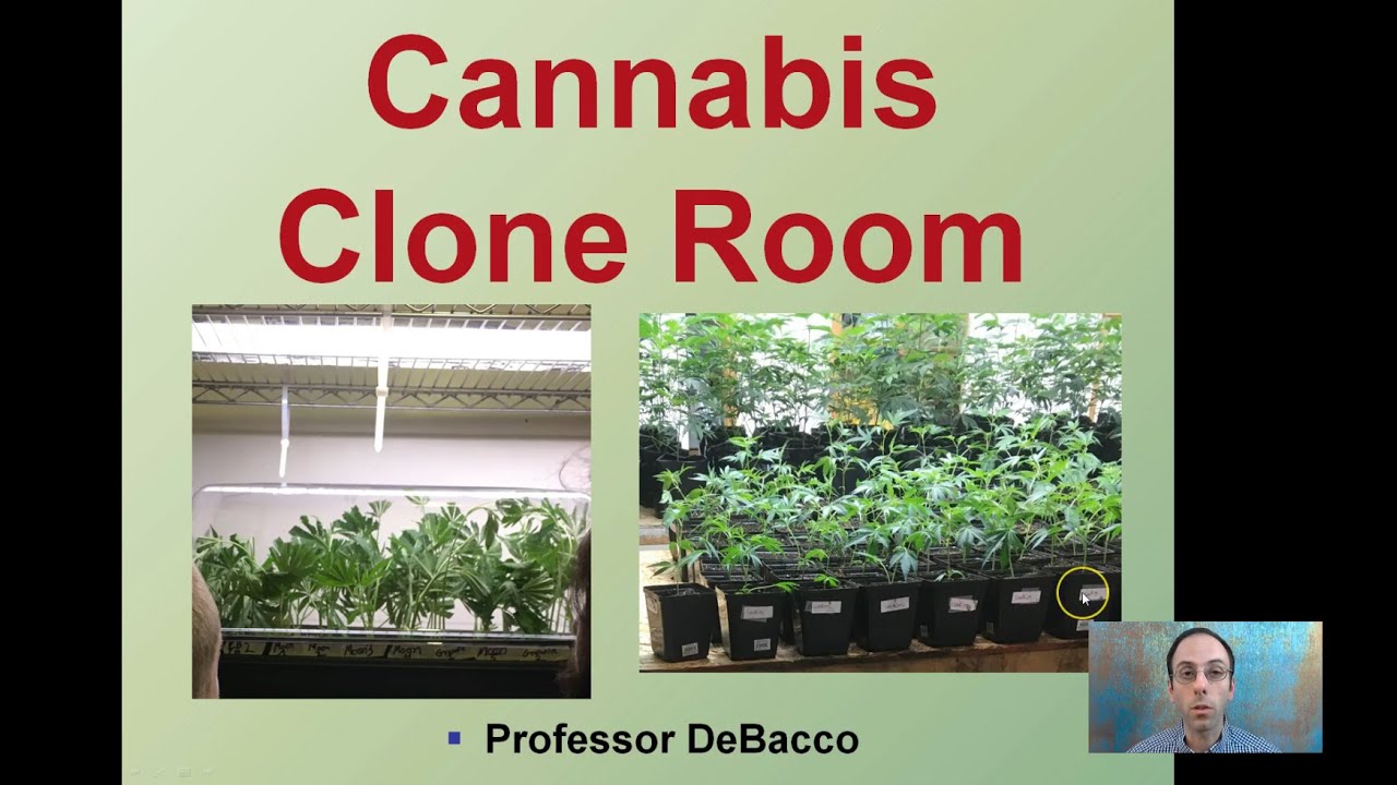 Cannabis Clone Room