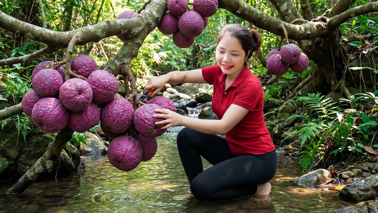 Harvesting 1000+Kg Purple Roxburgh Fig to Sell At Market, Vegetable Garden Care | Han Harvesting