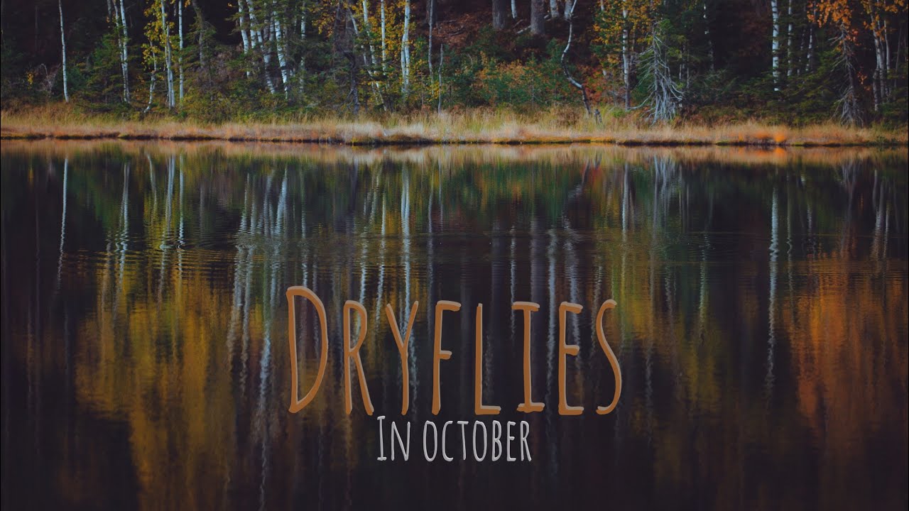 Tørrfluefiske etter ørret i Oktober