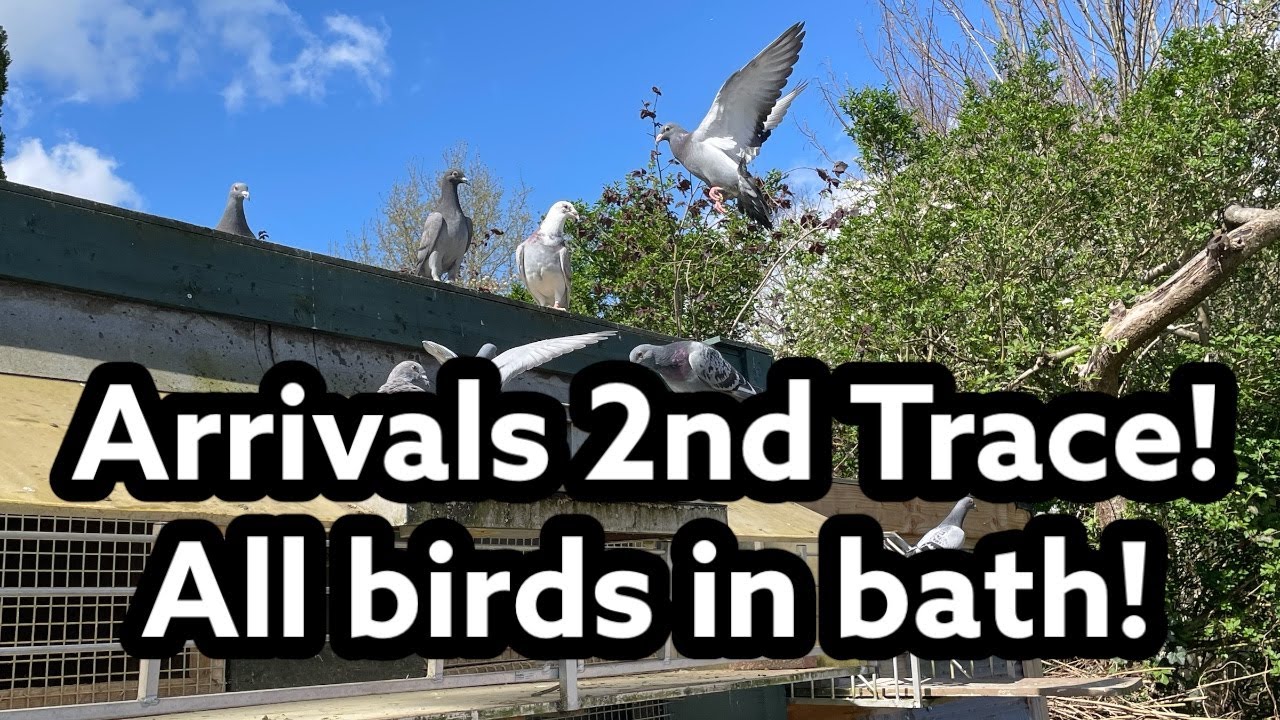 Arrivals 2nd TRace | Racing pigeons | all the birds in bath! | Youngbirds