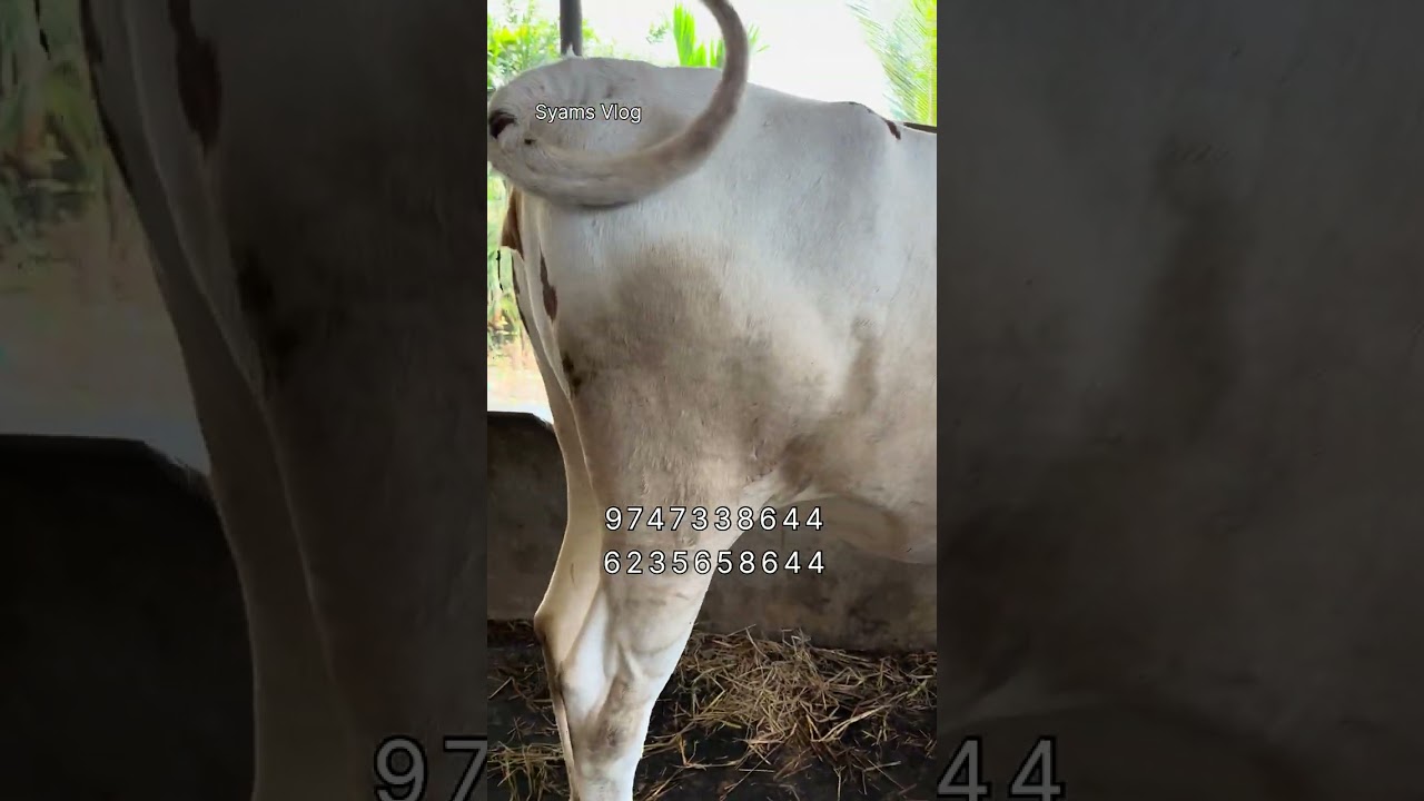 മാസം നൂറുകണക്കിന് കൃഷ്ണഗിരി പശുക്കളെ മലയാളി കർഷകർക്ക് നൽകുന്ന പ്രവാസി വ്യവസായി അതും ഗ്യരണ്ടിയോടെ 