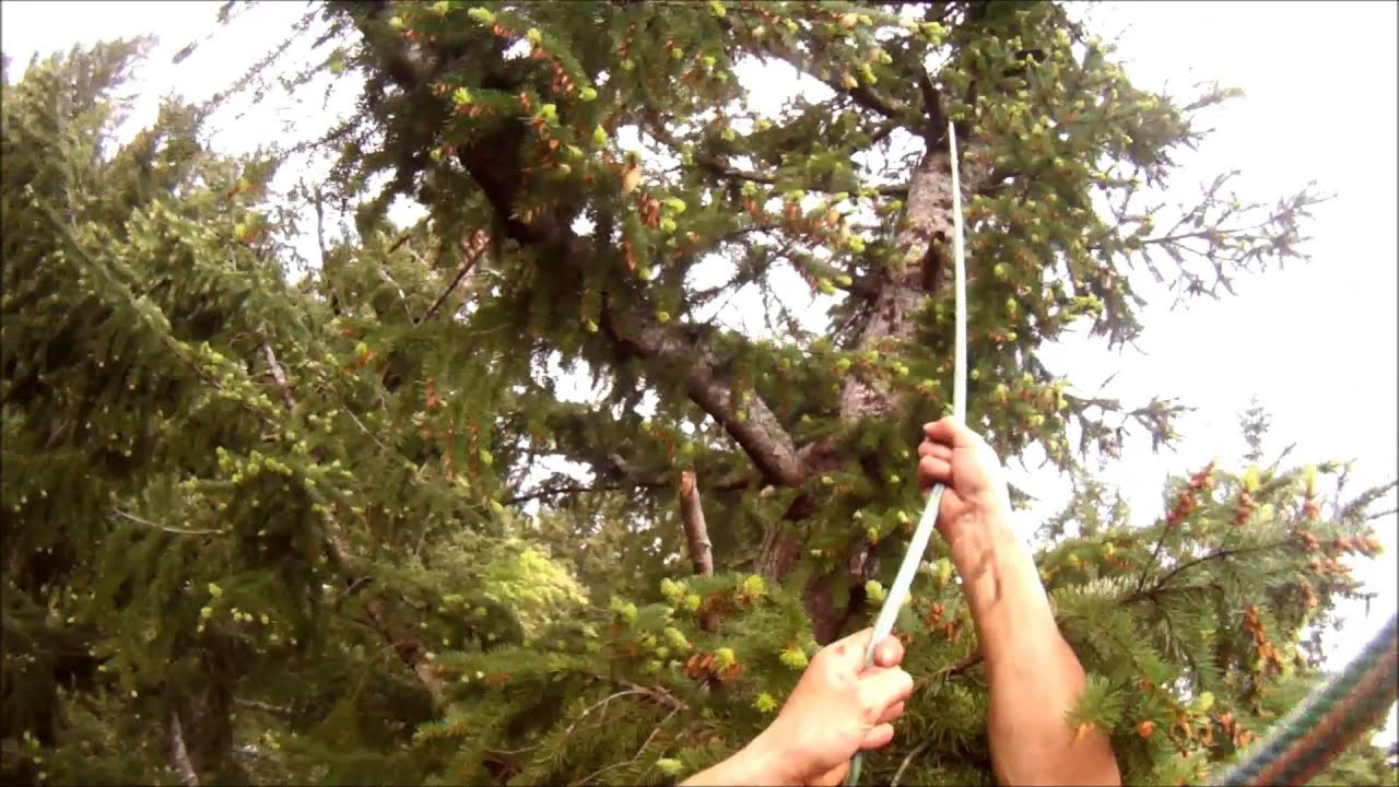 Tree climbing - grappling hook HD