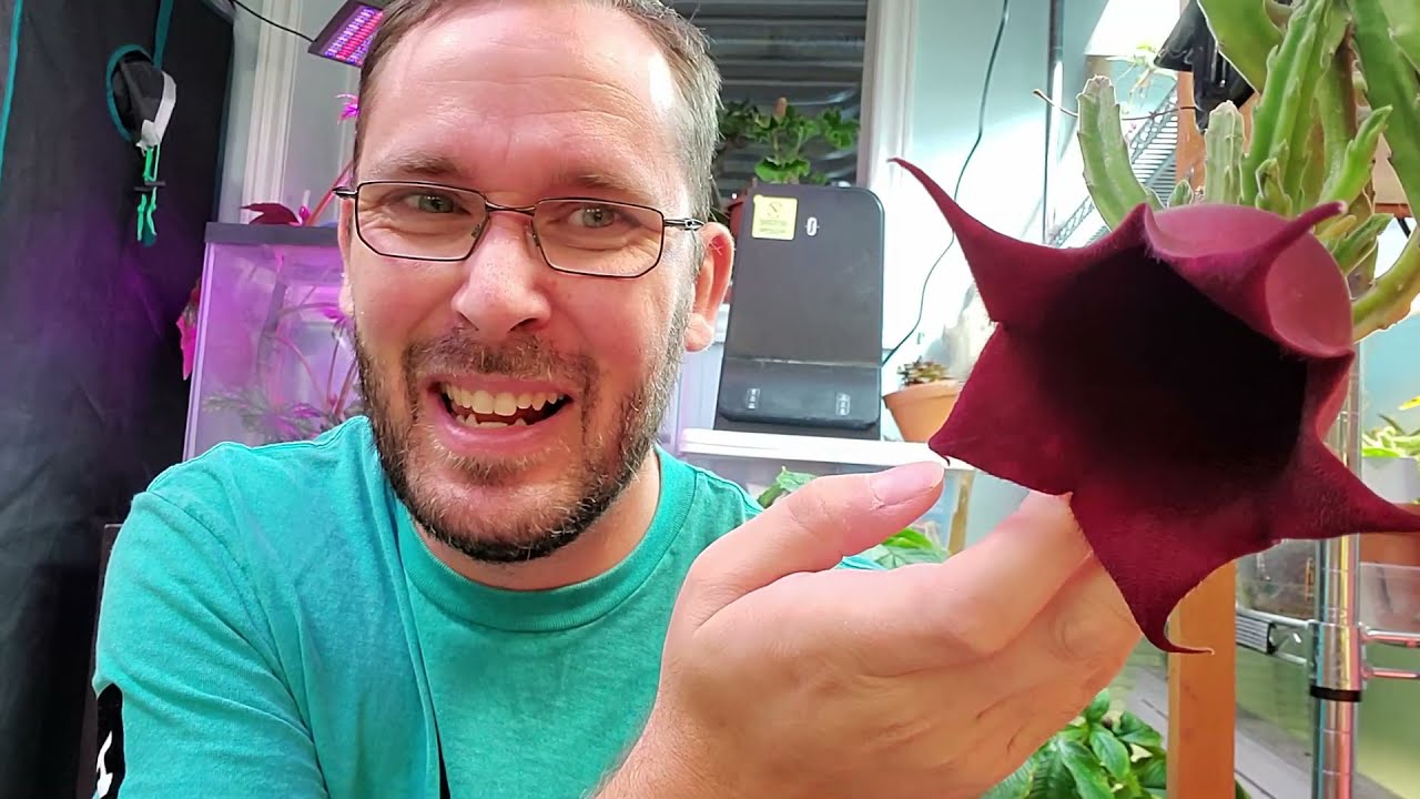 Stapelia Leendertziae is Blooming and smelling Awful   lol