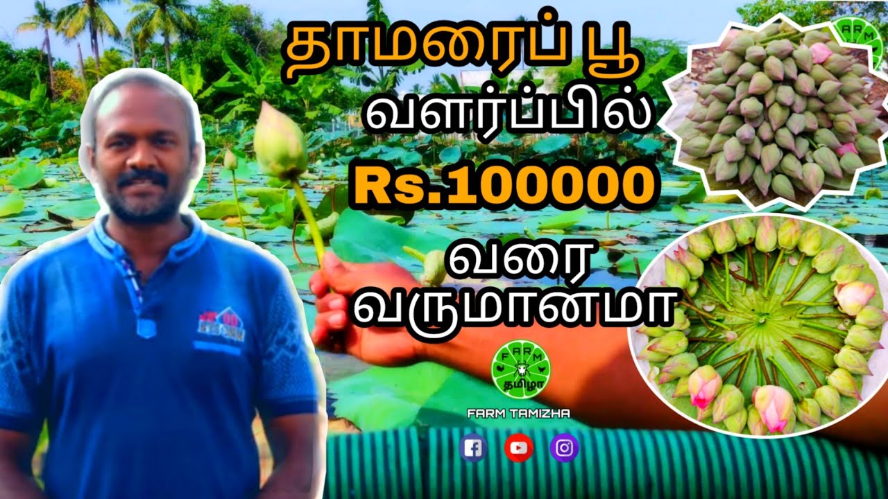 1 லட்சம் வருமானம் தரும் தாமரைப் பூக்கள் | Lotus pond | தாமரைக் குளம் | தாமரை விற்பனை