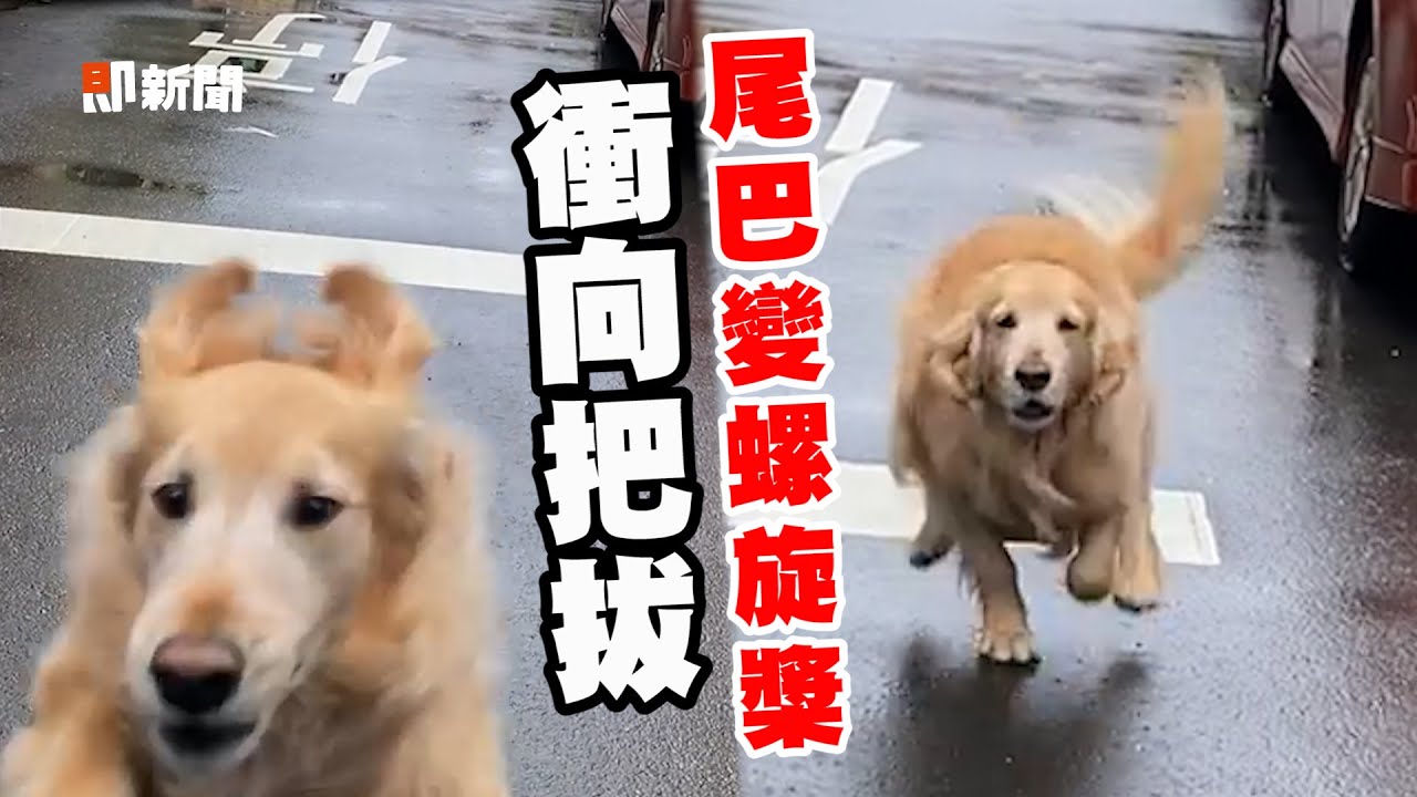 阿金衝向爸爸❤尾巴變螺旋槳大力飛撲「愛的撞擊」｜寵物狗｜黃金獵犬｜精選影片