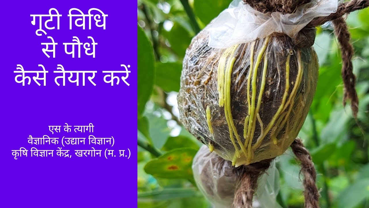 गूटी विधि से पौधे कैसे तैयार करें | Gooti vidhi se paudhe kaise tyaar karen | Dr. S. K. Tyagi