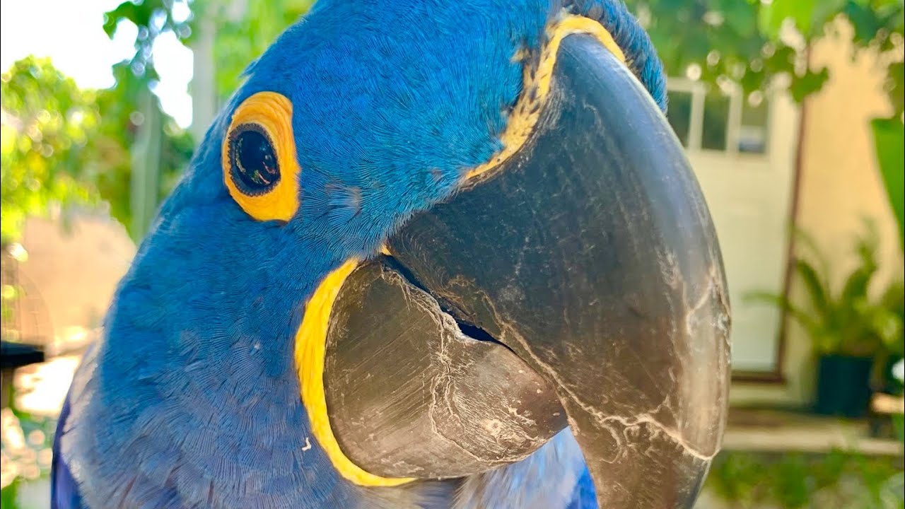 Macaw can't stop talking! Glory saying nonstop peekaboo