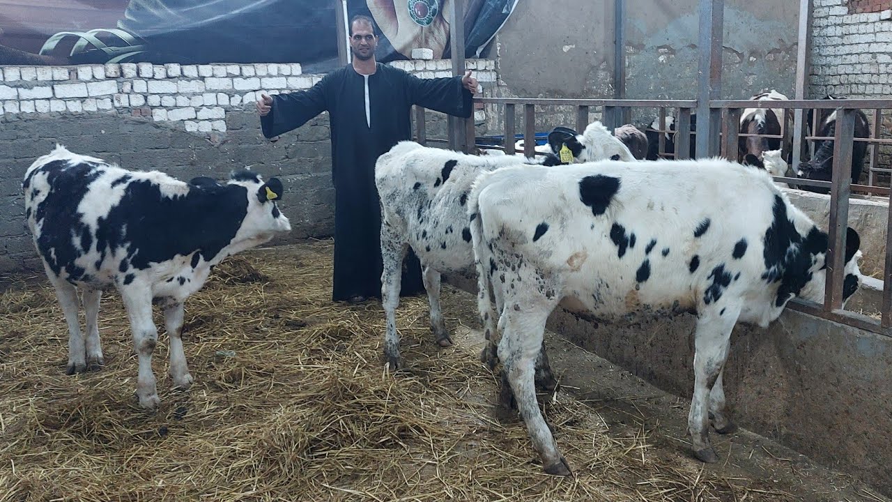 مزرعة الحاج حسن أبو الحاج رجعتأسعار زمان تاني سترك يا رب زلزال في الأسعار