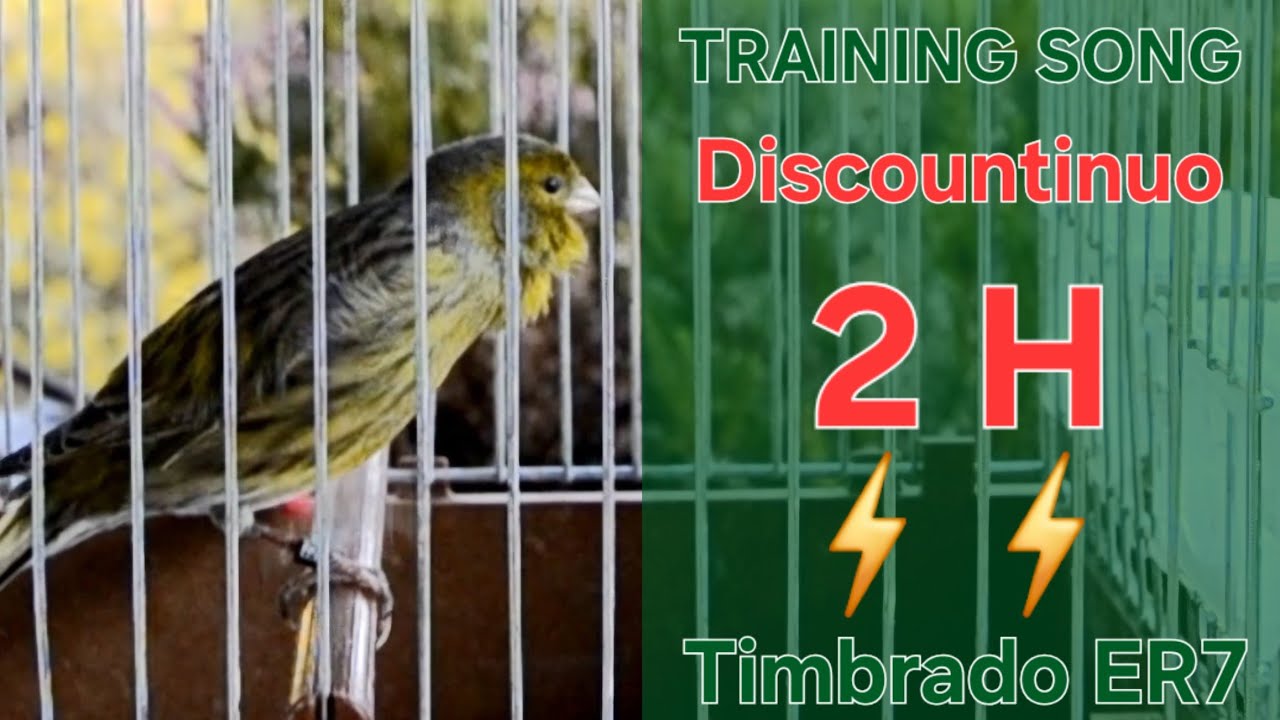 Floreado Discountinuo 2⚡️ - Training Song - 2 h - Timbrado Español 46 / 2025