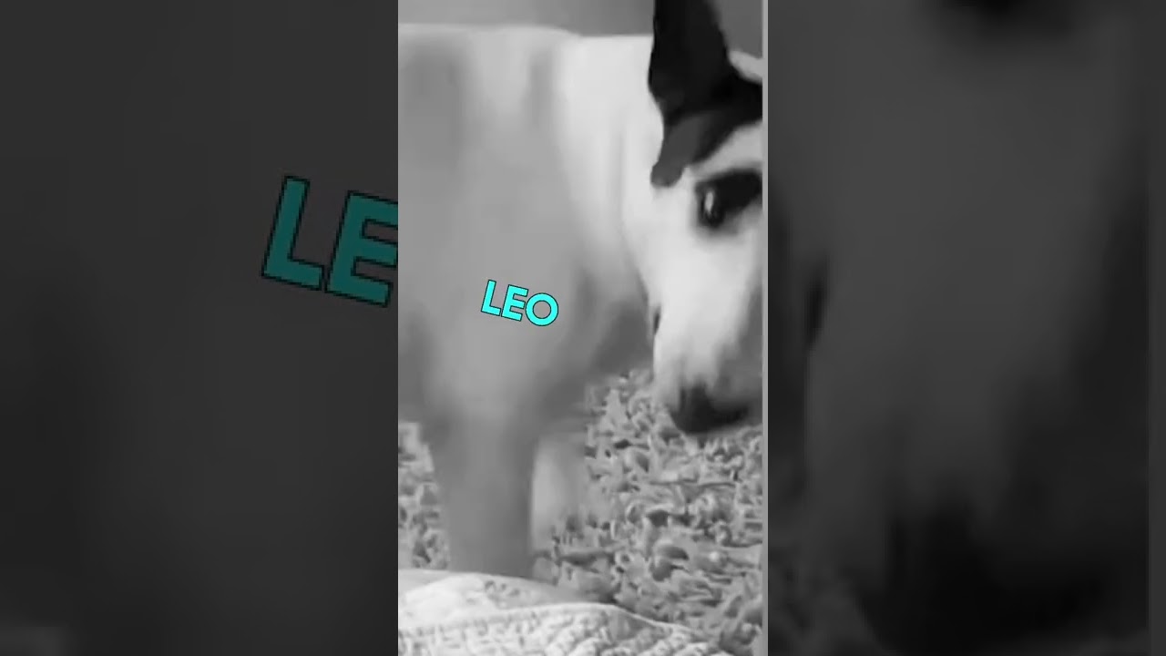 The zodiac signs as animals (pt.2) - Zodiac signs Shorts