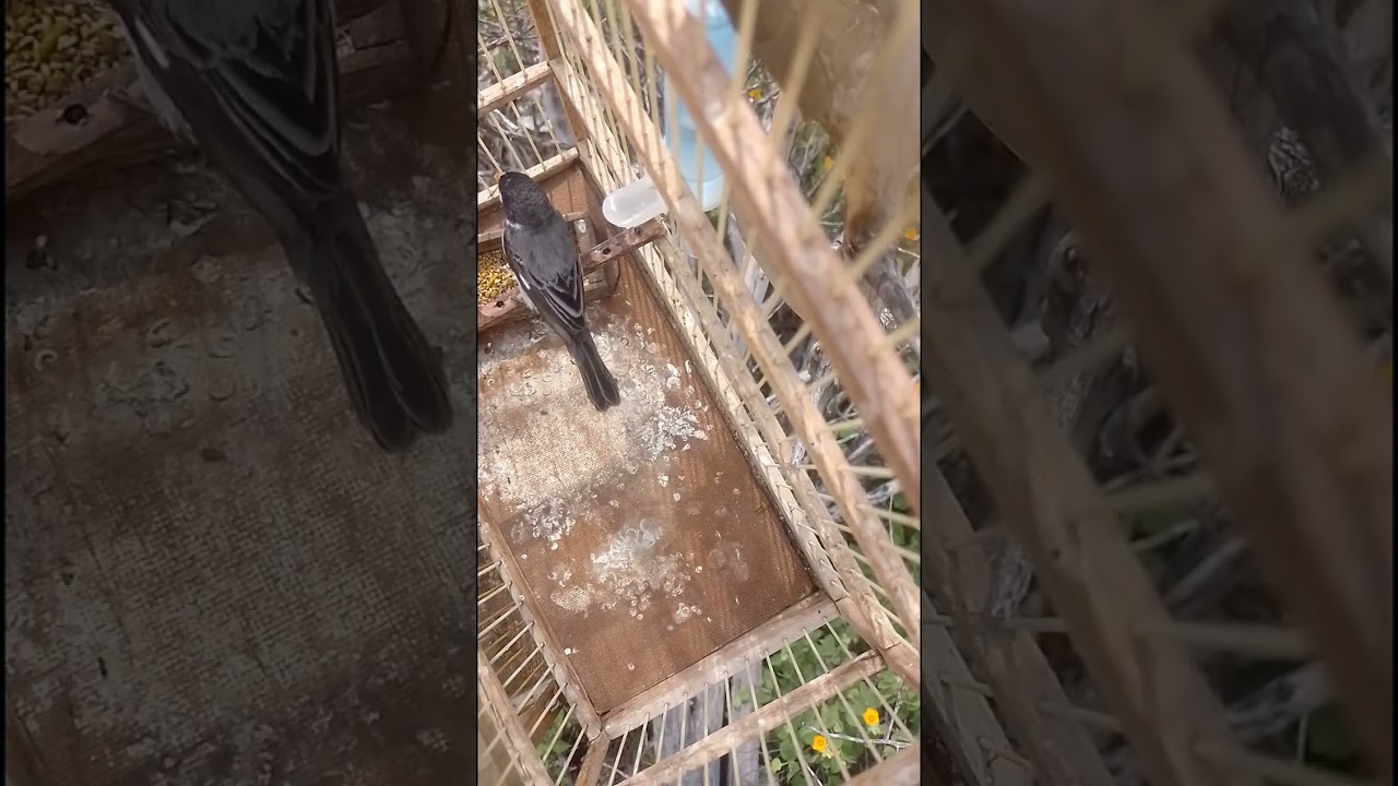 Golinha cantando de açoite para deixar o seu fogoso