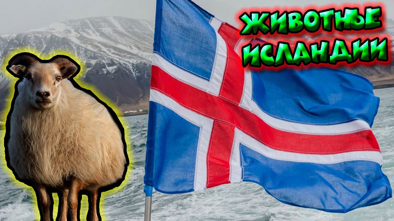 Животные Исландии / Animals of Iceland