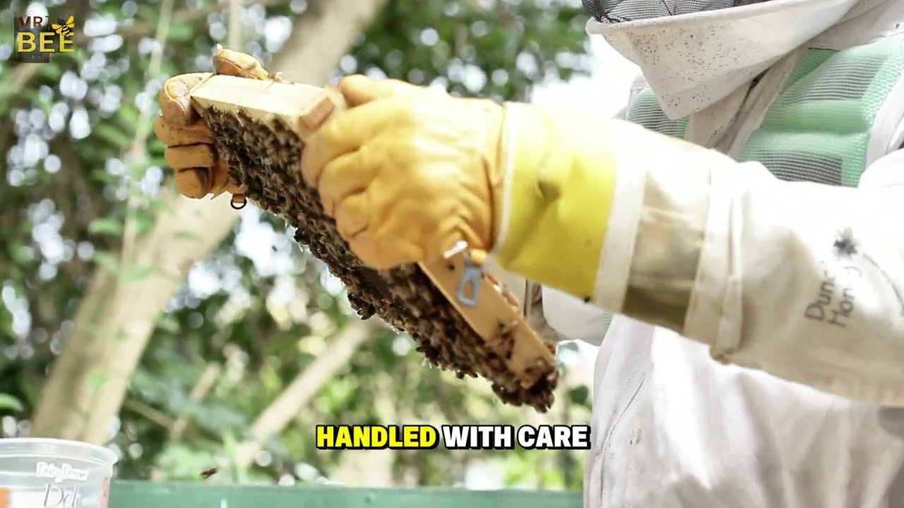 Safe & Fast Bee and Wasp Removal | Mr. Bee Removal in Action!