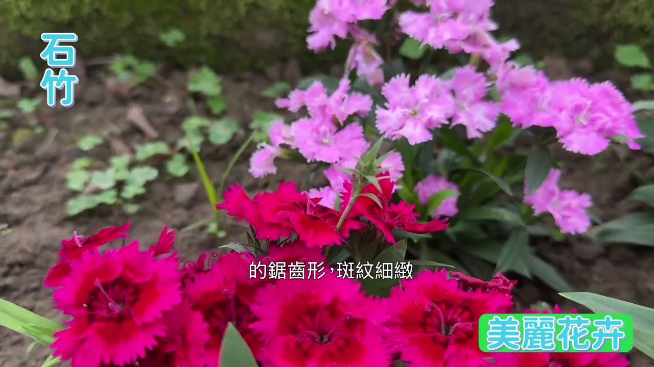 悠然自在行腳誌︰奼紫嫣紅 綠意盎然 (15) #木棉 #華八仙 #藍眼菊 #石竹 #吊蘭 #珊瑚櫻 #台灣紫珠 #臺灣野牡丹藤 #鳯梨鼠尾草 #石斑木 #美花卉 #beautiful flowers 