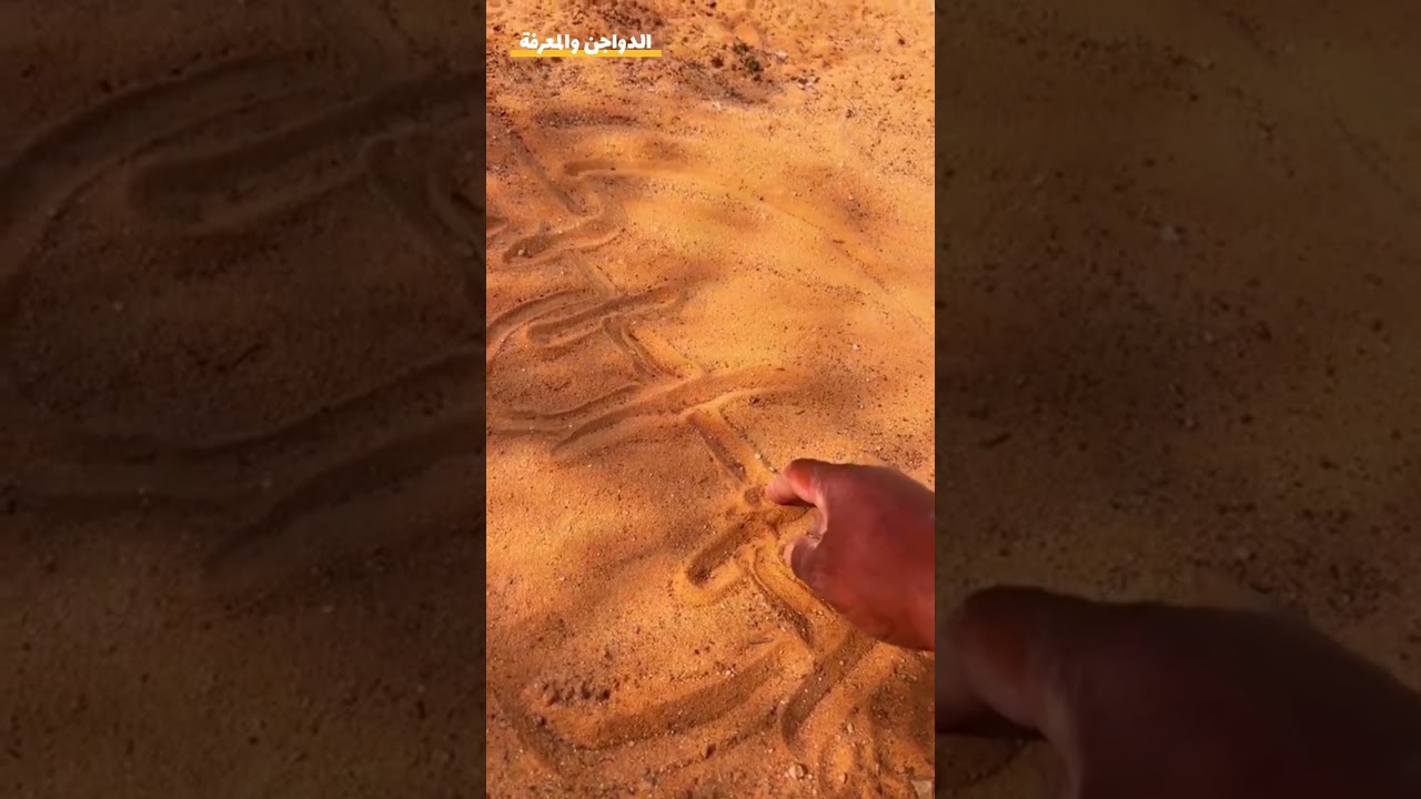 طرق تهجين الدجاج الجديد عندي(توثيق لتركيبه دجاج عندي جديد)