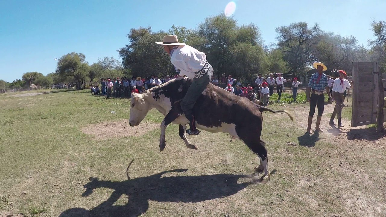 Doma de Terneros, Jineteada de Vacas, Monta De Vacunos  #camperotv Canal #Rural #farm #animal