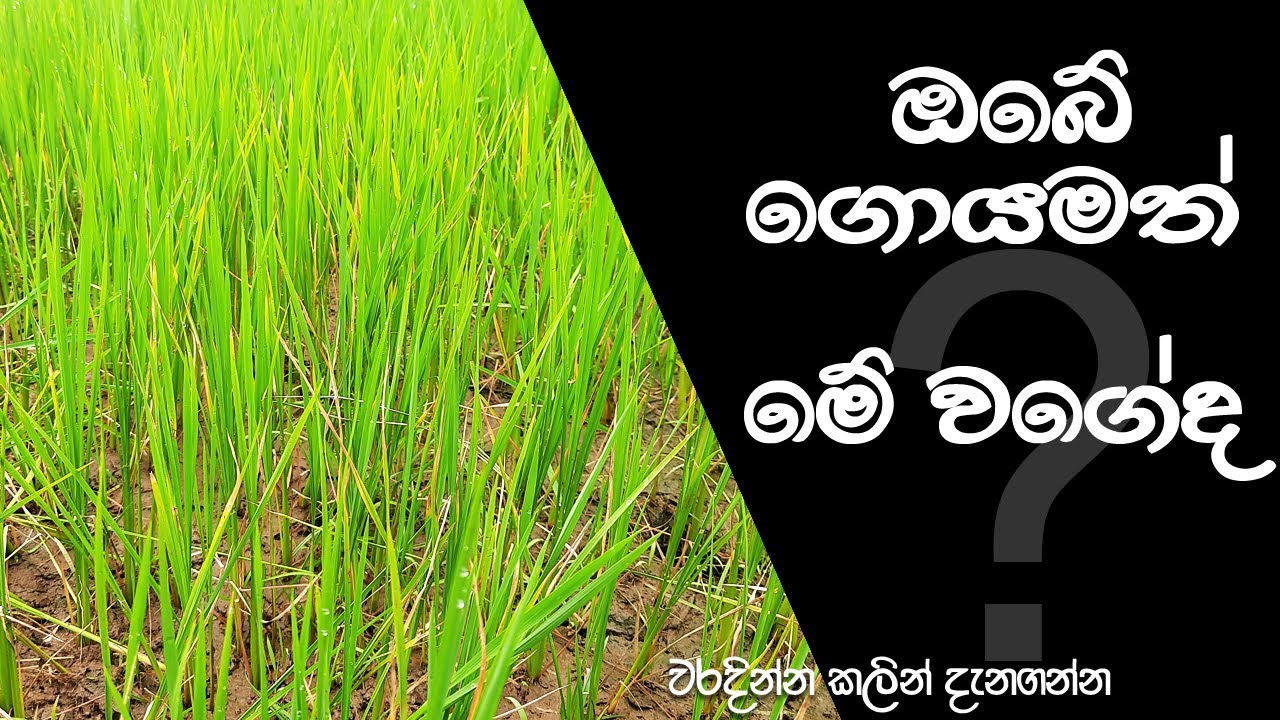 වී වගාවේ කහවීමේ සංකීර්ණයෙන් ඔබේ ගොයම බේරාගන්නා ආකාරය[ New Disease of Paddy]