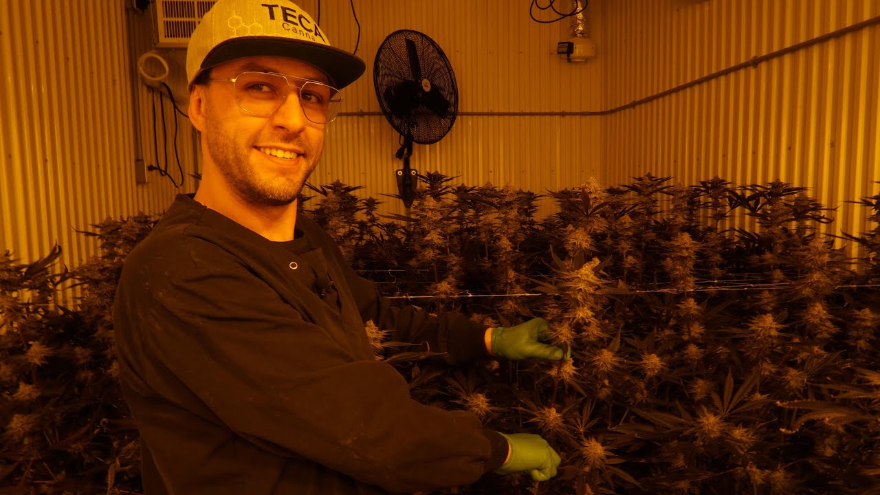 &laquo; Restreints &raquo; au Qu&eacute;bec, ils exportent leur cannabis dans les autres provinces