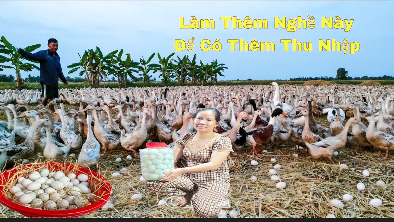 Bắt Tay Vào Nghề Mới Để Có Thêm Thu Nhập Từ Trứng Vịt Đồng/NHMT