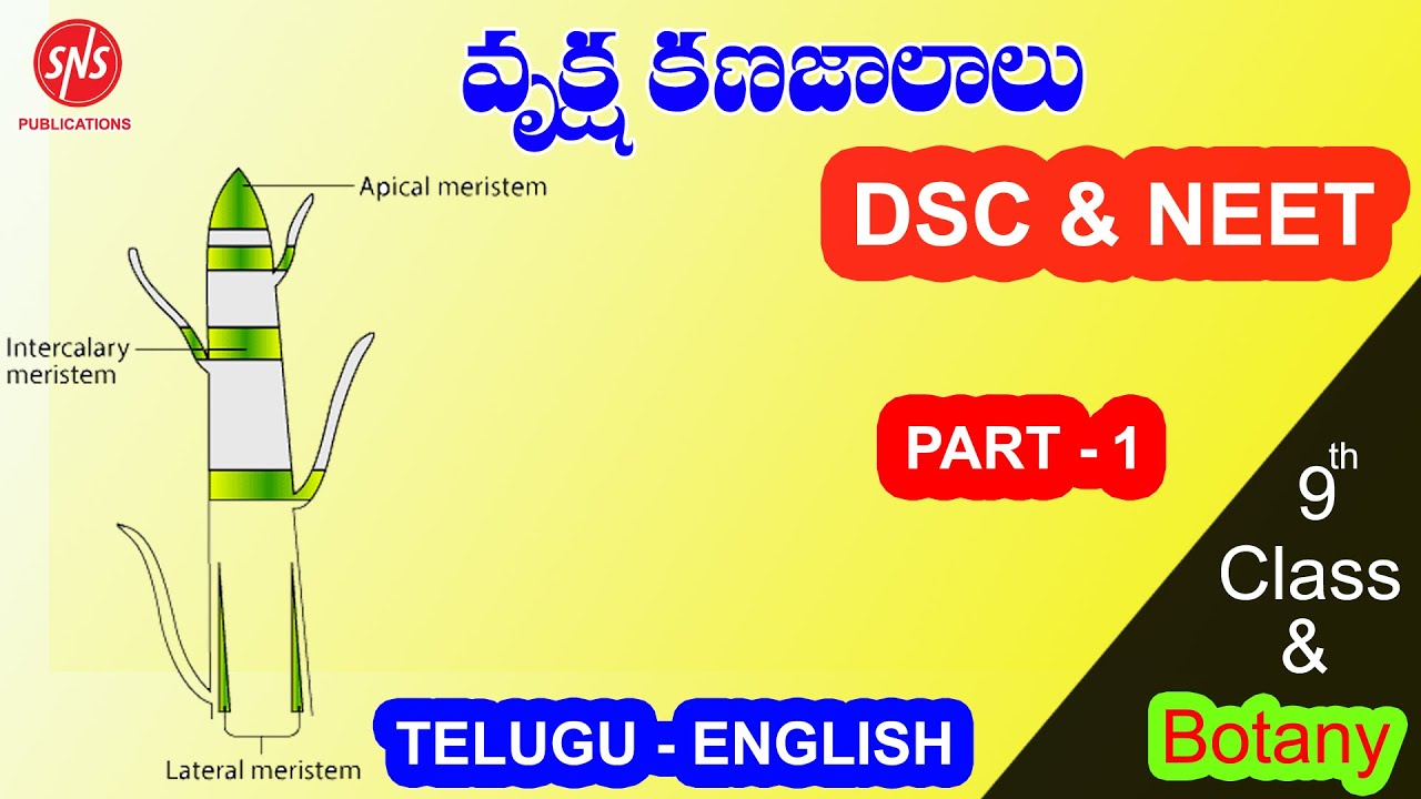 What are Meristematic Tissues? | Plant Tissues | విభాజ్య కణజాలం | | Biology | Telugu | English | SNS