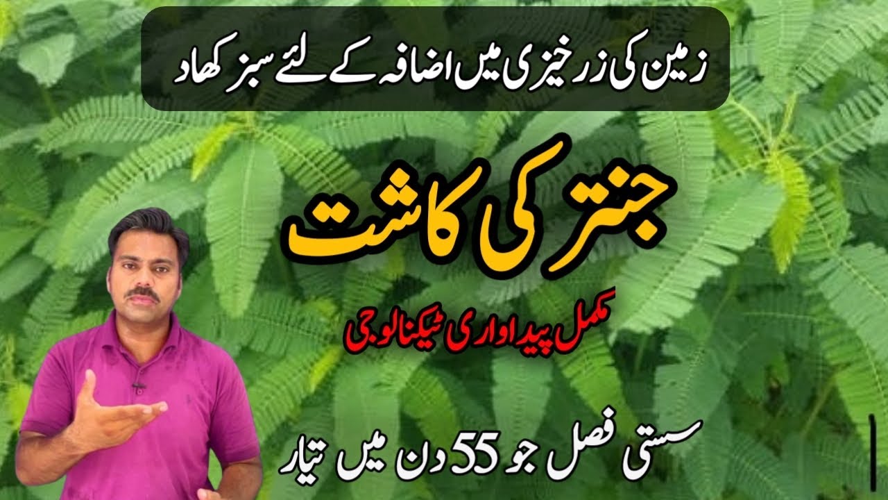 Role of Green manuring of Jantar or dhaincha (Sesbania) in soil fertility | Abid Ali Agrarian